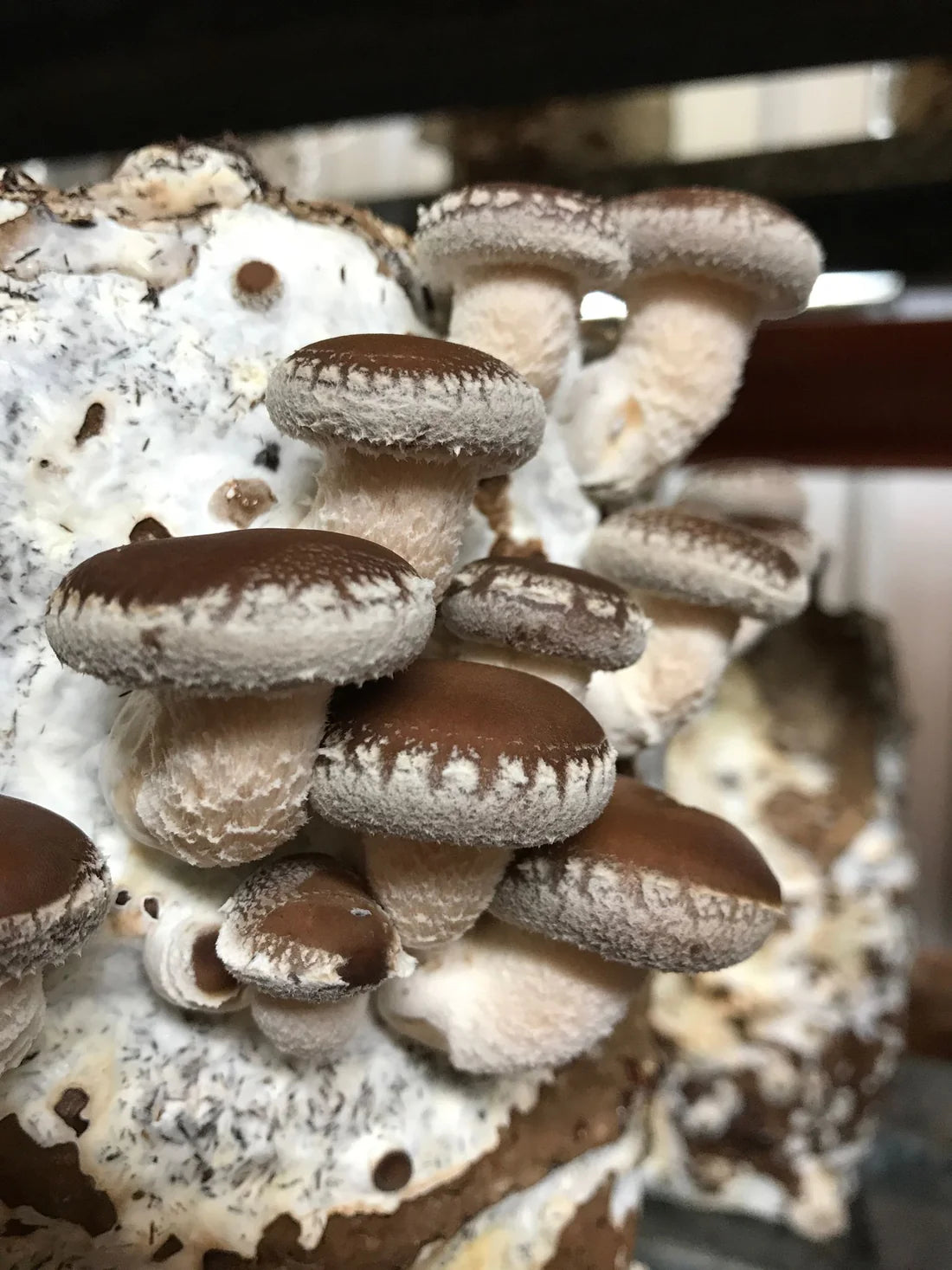 TOUCHWOOD Mushrooms Shiitake Mushroom Liquid