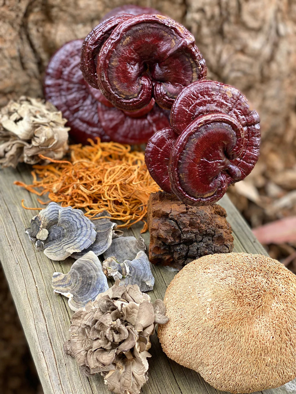 TOUCHWOOD Lions Mane Mushroom Powder