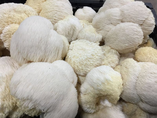 TOUCHWOOD Lions Mane Mushroom Powder