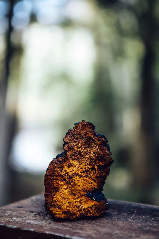 TOUCHWOOD Mushrooms Chaga Mushroom Liquid